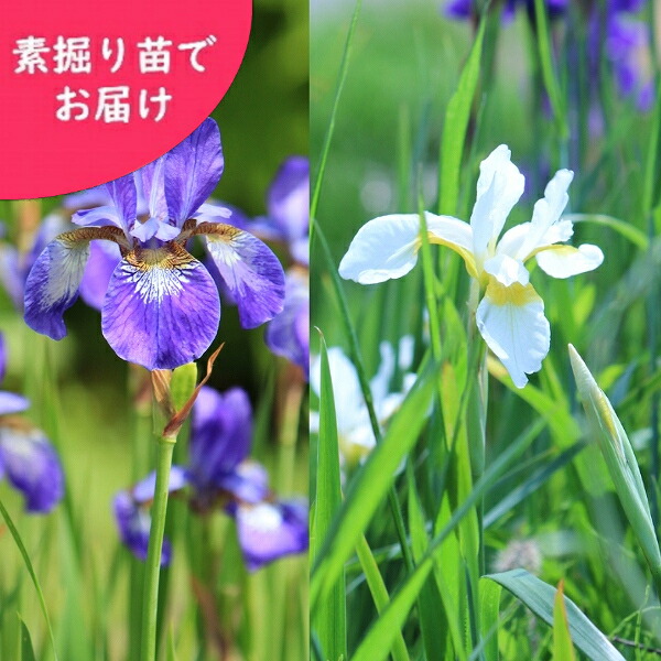 取って置く受け付け中▼【花色選りわける能力のある】ノ花ショウブ 素掘り苗 寸法銀行割引あり/白花/青花/山野草/野花ショウブ/花ショウブ/※2026年10月16日お届け打ちかかる