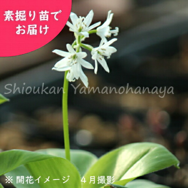取って置く受け付け中▼ツバメオモト 素掘り苗 山野草/耐寒性多年草/燕万年青/※2026年10月23日お届け打ちかかる