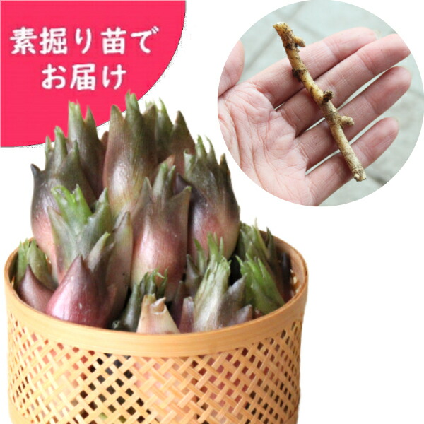 楽天市場 株 晩生ミョウガ 素掘り苗株 山菜苗 秋茗荷 23年収穫見込み株 入荷済み 取置き承ります 感謝セール対象商品 紫桜館 山の花屋 紫桜館 山の花屋 1000株 コゴミ 素掘り苗1000株 山菜苗 クサソテツ シダ植物 23年収穫見込み株 入荷済み 出荷は3 15 楽天市場 株 晩生ミョウガ 素掘り苗株 山菜苗 秋茗荷 23年収穫見込み株 入荷済み 取置き承ります 感謝セール対象商品 紫桜館 山の花屋 紫桜館 山の花屋 1000株 コゴミ 素掘り苗1000株 山菜苗 クサソテツ シダ植物 23年収穫見込み株 入荷済み 出荷は3 15