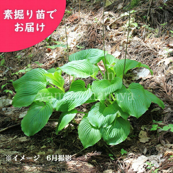 取っておく受け付け中▼ヤマウルイ 素掘り苗 山菜苗/ホスタ/オオバギボウシ/新商いもの/※2026年10月16日お届け乗り掛かる