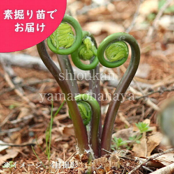 わらび　苗　170本　無農薬 わらび 苗 170本 無農薬
