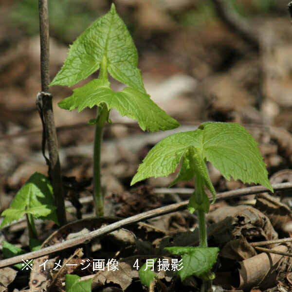 楽天市場】ボウナ 10.5cmポット苗 数量割引あり/山菜苗/耐寒性