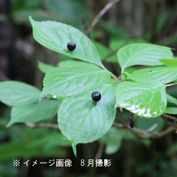 ②⭕珍種 花筏 ハナイカダ ちび 1苗 ②⭕珍種 花筏 ハナイカダ ちび 1苗