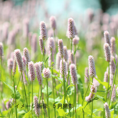 山野草 斑入り サンカヨウ Ａ4年苗 - 鉢植え