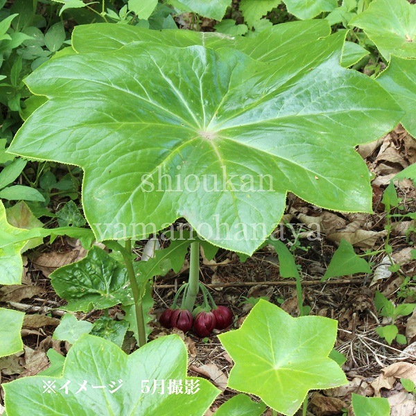 楽天市場】マタサキハッカクレン 10.5cmポット苗 1芽植え/六角蓮