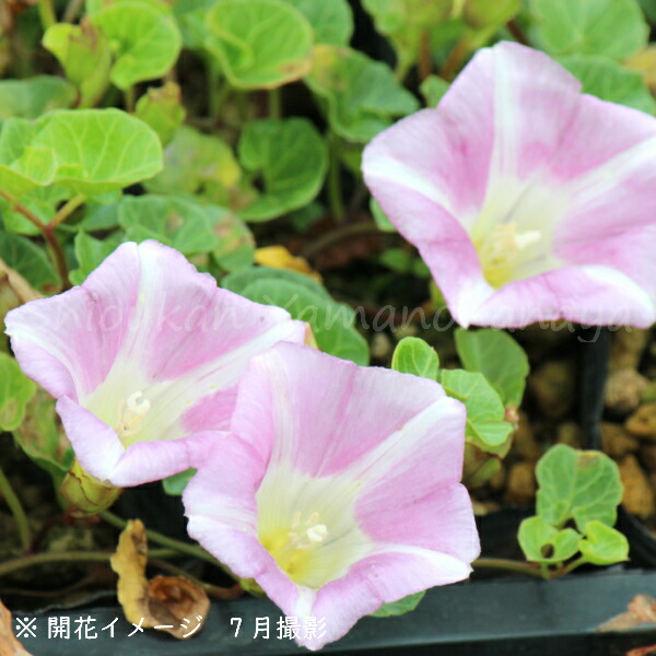 楽天市場 1ポット ハマヒルガオ 9cmポット苗 山野草 耐寒性多年草 浜昼顔 紫桜館 山の花屋 楽天市場店