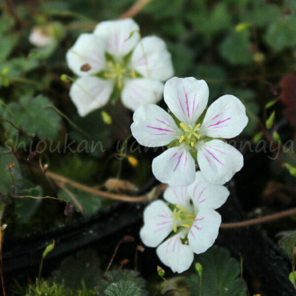 楽天市場】フユノハナワラビ 9〜10.5cmポット苗 山野草/シダ植物/※3/5