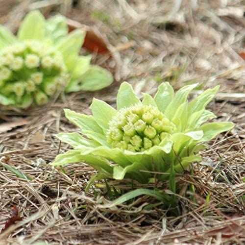 楽天市場 1ポット フキノトウ 12cmポット5芽植え苗 山菜苗 耐寒性多年草 蕗の薹 紫桜館 山の花屋 楽天市場店