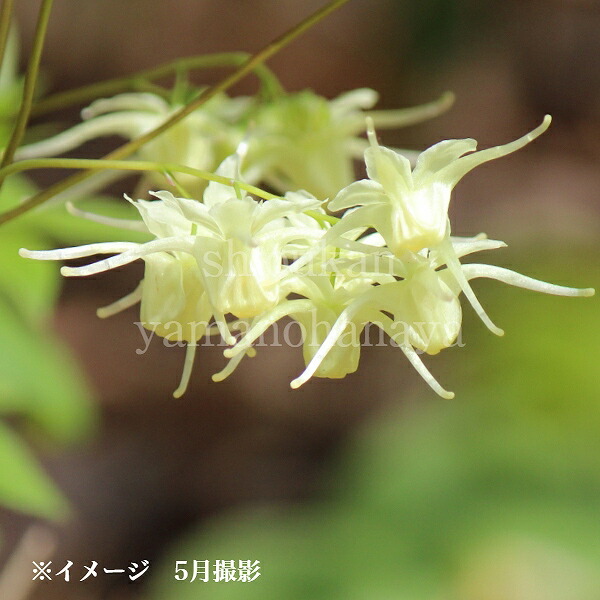 黄花イカリソウ　9cmポット苗　 数量割引あり/山野草/耐寒性多年草/黄花碇草/※休眠 地上部無し