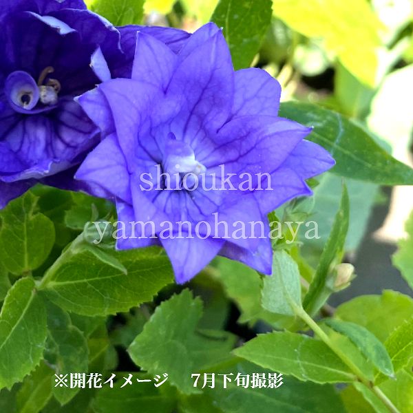 楽天市場】【4色から選ぶ】桔梗(キキョウ)苗 高性種 三重咲き 3号苗