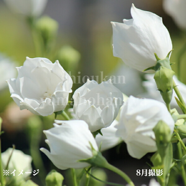 楽天市場】宿根草セット： ホタルブクロ 6種各1ポットセット【青花