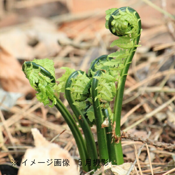 楽天市場】コゴミ 10.5cmポット苗 数量割引あり/山菜苗/耐寒性