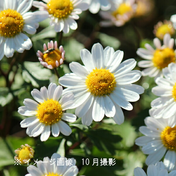 楽天市場】浜菊 苗 ハマギク 3.5号 白花 宿根草 山野草 秋の花 250923