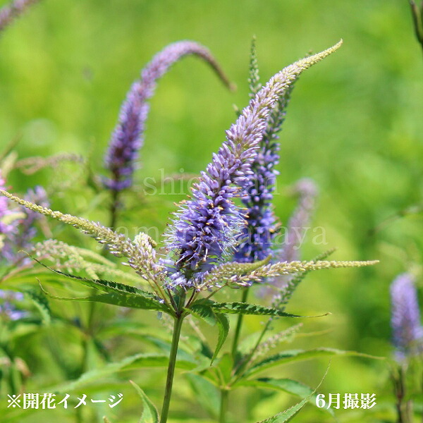 楽天市場】(1ポット)純ワレモコウ 10.5cmポット苗 山野草/耐寒性多年草/吾亦紅/サンギソルバ/※休眠株を植え付けてお届け : 紫桜館 山の花屋  楽天市場店