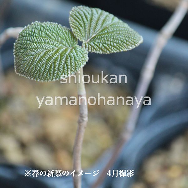 楽天市場 1ポット ツルウメモドキ 9cmポット苗 落葉樹 苗木 つるもどき 9 16落葉しました 紫桜館 山の花屋 楽天市場店