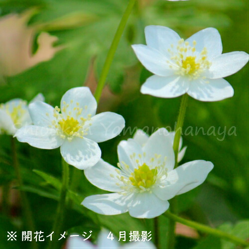 楽天市場 1ポット ニリンソウ 9cmポット苗 山野草 山菜苗 耐寒性多年草 二輪草 フクベラ 10 2休眠株を植え付けました 紫桜館 山の花屋 楽天市場店