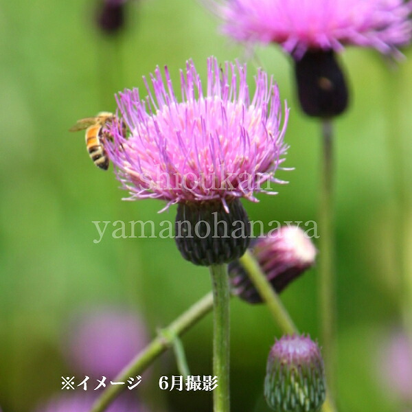 楽天市場】ルリタマアザミ 9〜10.5cmポット苗 数量割引あり/華やかな