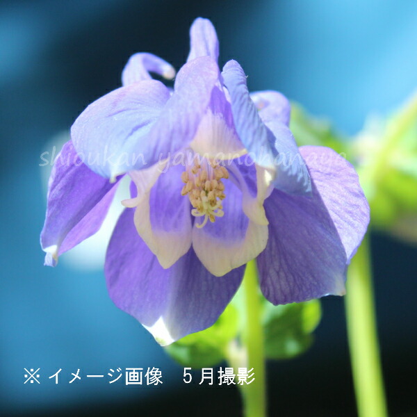 楽天市場】シラネアオイ 9〜10.5cmポット苗 数量割引あり/1芽
