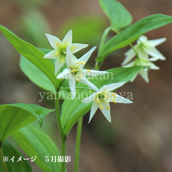 ひとり静商品 ヒトリシズカ 9cmポット苗100ポットセット 一人静 ヒトリシズカ