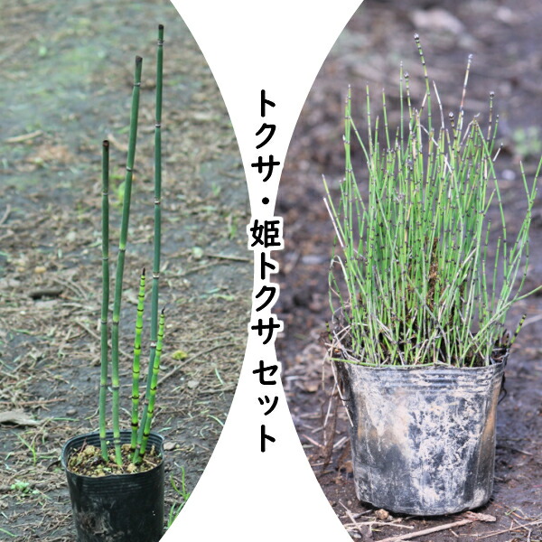 楽天市場 山野草セット トクサと姫トクサ 2種各3ポットセット 紫桜館 山の花屋 楽天市場店