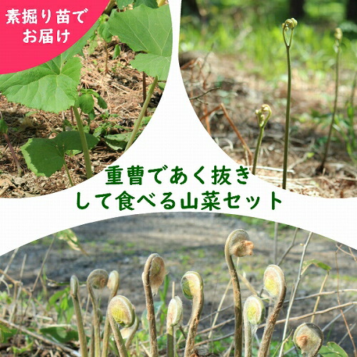 山菜苗セット 重曹であく抜きして食べる山菜苗 各5株セット ワラビ ヤマフキ ゼンマイ 22年収穫見込み株 入荷済み Fitzfishponds Com