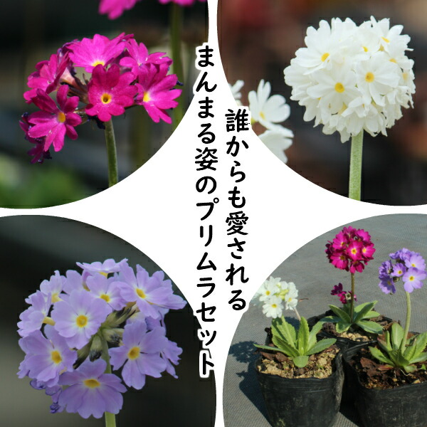 楽天市場】宿根草セット：スズラン 2色各3ポットセット【日本スズラン