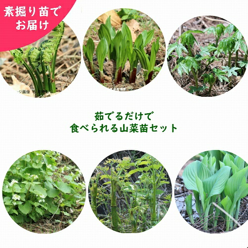 楽天市場】(1ポット)ヤマウド 10.5cmポット苗 山菜苗/耐寒性多年草