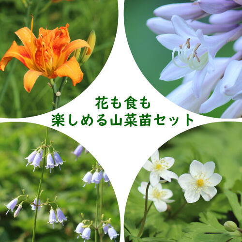 楽天市場】コゴミ 苗 【山菜 こごみ】 4号ポット苗 屈