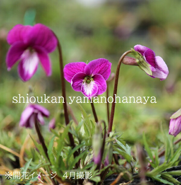ヒラツカスミレ 紅寿　7.5～9cmポット苗　数量割引あり/紅花南山スミレ/新商品/芳香あり/※今季開花終了 7/18葉が展開中｜紫桜館　山の花屋　店