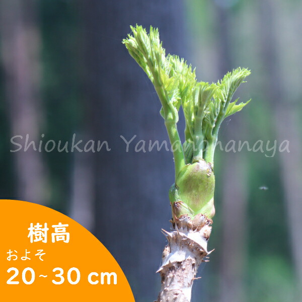 楽天市場 1ポット タラノキ 10 5cmポット苗 樹高 30cｍ 山菜苗 タラノメ 紫桜館 山の花屋 楽天市場店