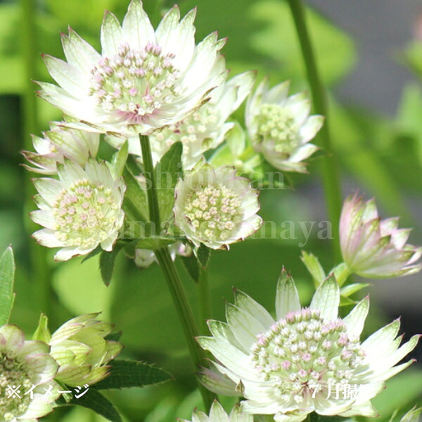 楽天市場】アストランティア 【ローマ】 3号ポット苗 : 苗木部 by 花