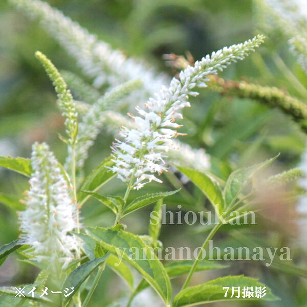 白花クガイソウ 9珊ポット苗 寸法銀行割引あり/山野草/耐寒性多年草/九階草/新商いもの/※6/6葉が詳しく述べる中