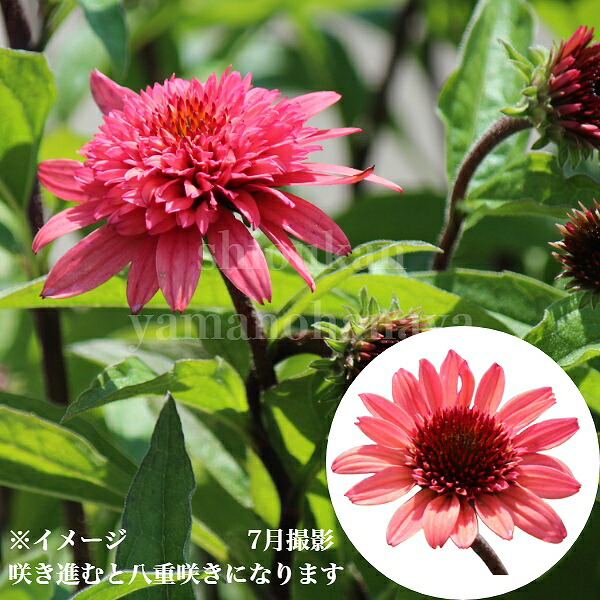 楽天市場】エキナセア センセーションピンク 9〜10.5cmポット苗 宿根草