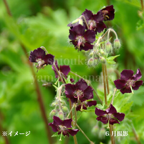 楽天市場】ゲラニウム 苗 ストラータム 10.5cmポット フウロ草