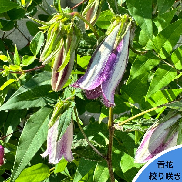 青花絞り咲きホタルブクロ　9cmポット苗　 数量割引あり/山野草/蛍袋/カンパニュラ/サラストロ/※4/3葉が展開中