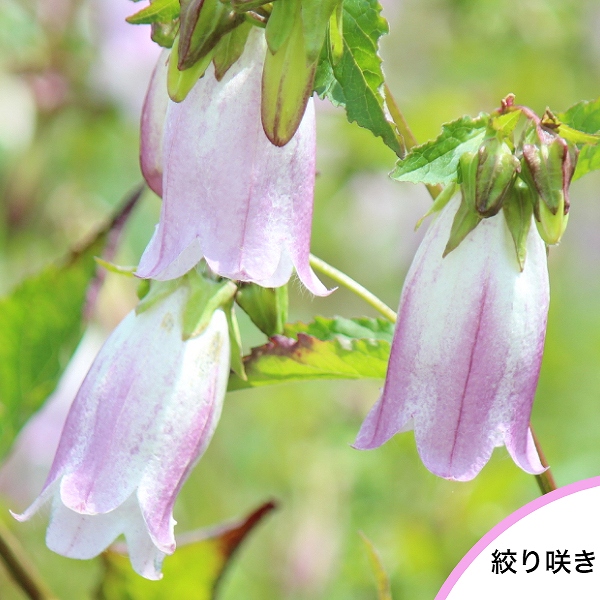 楽天市場】(1ポット)白花ホタルブクロ 9cmポット苗 山野草/耐寒性多年草/蛍袋/カンパニュラ/※今季開花終了 8/31葉が展開中 : 紫桜館  山の花屋 楽天市場店