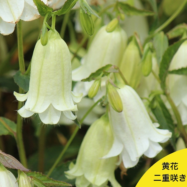 黄花二重開花竜胆 9糎ポット苗 物量銀行割引あり/ダブル開花/カンパニュラ/矮性種/※6/6莟～時めく中
