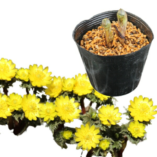 取って置く受け付け中▼フクジュソウ 10.5珊ポット苗 寸法銀行割引あり/2芽植え/山野草/福寿草/正月花/※2026年11月27日お届け打ちかかる
