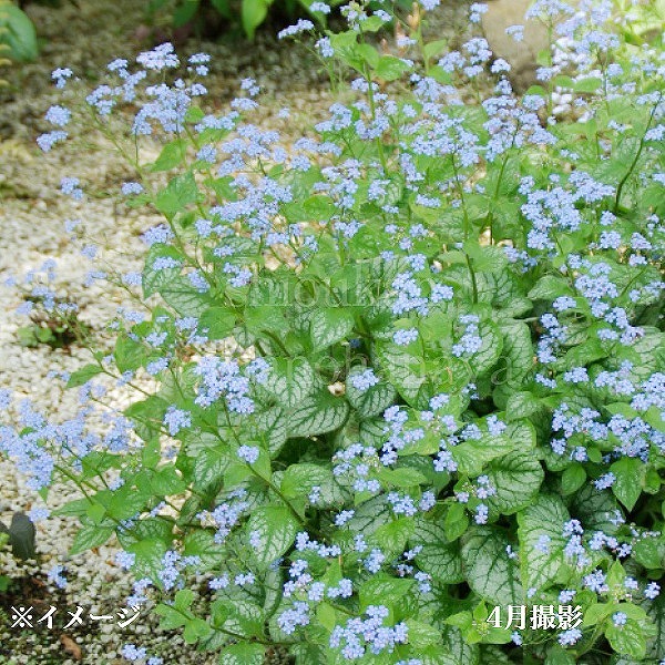 楽天市場】ヒトリシズカ 9cmポット苗 数量割引あり/山野草/耐寒性