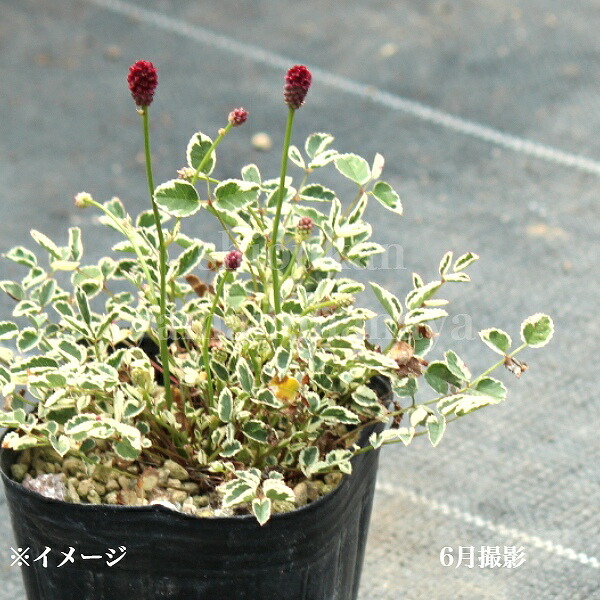 楽天市場】【品種選択可能】ワレモコウ 9〜10.5cmポット苗 数量