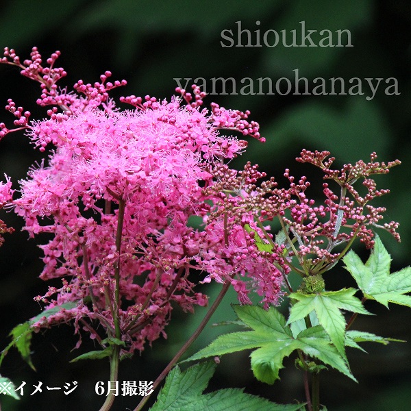 コシジシモツケソウ　9～10.5cmポット苗　 数量割引あり/山野草/耐寒性多年草/新商品/※4/3芽吹き始め