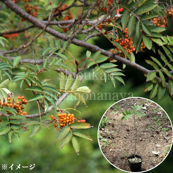 ナナカマド　【品番3362】 ナナカマド - 植物図鑑 - エバーグリーン