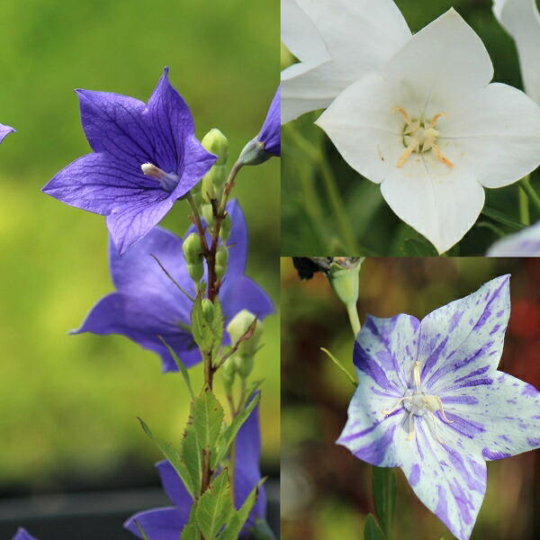 楽天市場】桔梗(キキョウ)苗 高性種 一重咲き 紫4号苗(f8) : 千草園芸