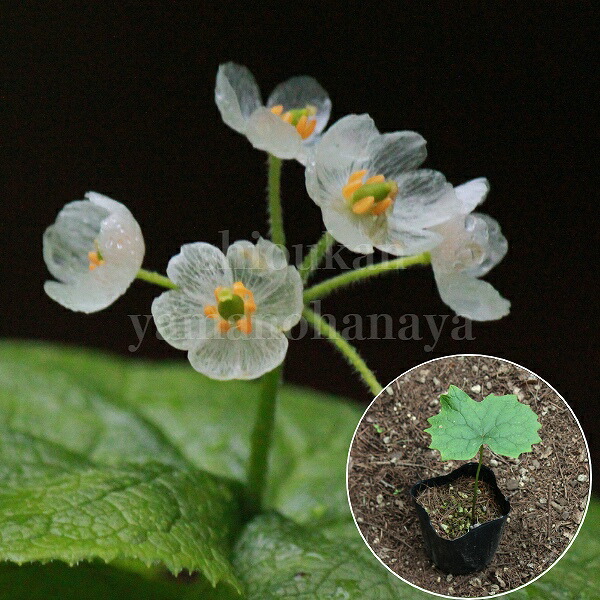 楽天市場】サンカヨウ 10.5cmポット苗 数量割引あり/春咲き山