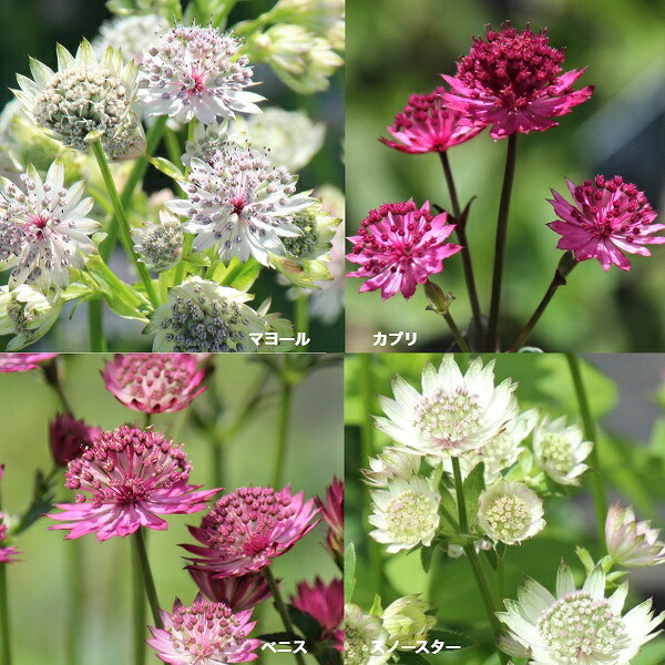 MICO　　花苗　アストランティア　ローマ　宿根草 園芸ネット本店｜アストランティア：ローマ3号ポット2株セット の通販