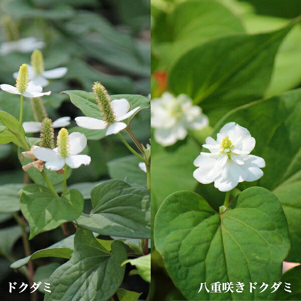 楽天市場】八重咲きドクダミ 9cmポット苗 数量割引あり/山菜苗/耐寒性