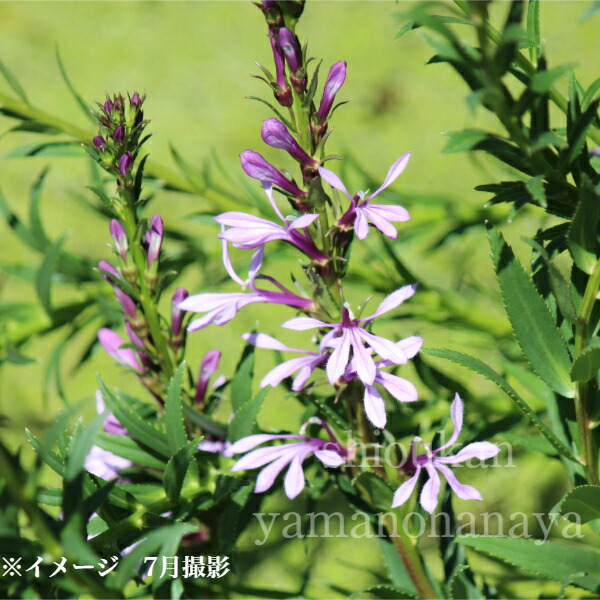 桃花サワギキョウ 9～10.5珊ポット苗 寸法銀行割引あり/湿地草原性多年草/ロベリア/沢桔梗/新商いもの/※6/6葉が詳しく述べる中