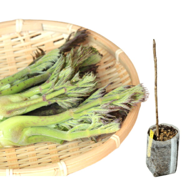 タラノキ 不織布ポット苗 寸法銀行割引あり/樹高10～30cｍ/山菜苗/荊棘有りたらのめ/※6/6葉が詳しく述べる中