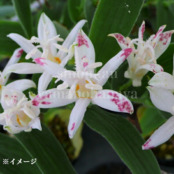 楽天市場】日陰に強い宿根草 ホトトギス 