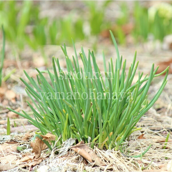 一流の品質 苗用可 食用可 薬草 山菜 天然ノビル 野蒜 薤白60本 newwp